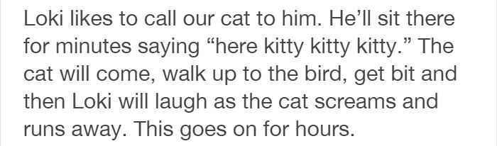 Tumblr Users Share Hilariously Unbelievable Encounters That Prove Parrots Have Sense Of Humor Tumblr Users Share Hilariously Unbelievable Encounters That Prove Parrots Have Sense Of Humor