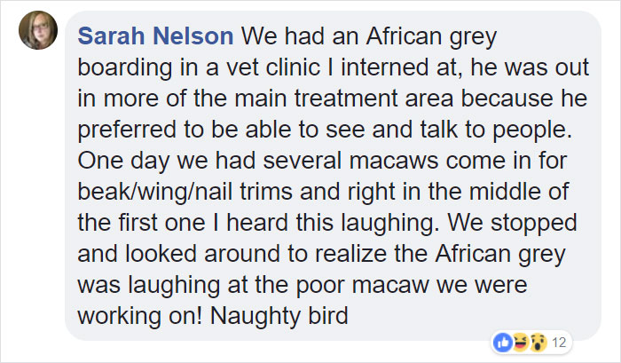 Tumblr Users Share Hilariously Unbelievable Encounters That Prove Parrots Have Sense Of Humor