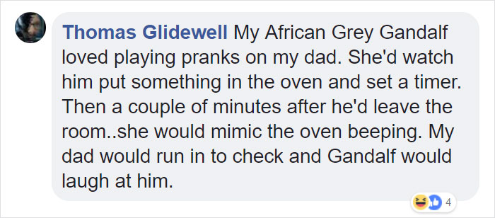 Tumblr Users Share Hilariously Unbelievable Encounters That Prove Parrots Have Sense Of Humor Tumblr Users Share Hilariously Unbelievable Encounters That Prove Parrots Have Sense Of Humor