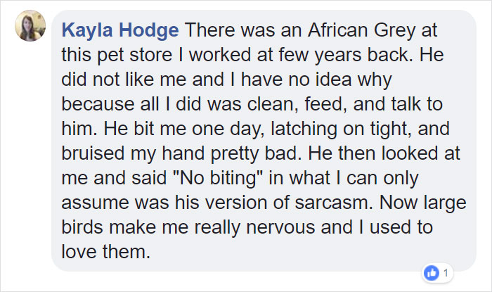 Tumblr Users Share Hilariously Unbelievable Encounters That Prove Parrots Have Sense Of Humor