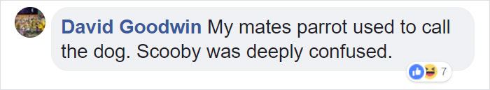 Tumblr Users Share Hilariously Unbelievable Encounters That Prove Parrots Have Sense Of Humor Tumblr Users Share Hilariously Unbelievable Encounters That Prove Parrots Have Sense Of Humor