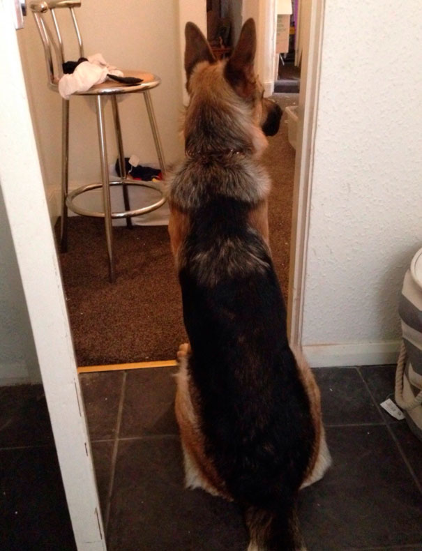 If I Forget To Lock The Door. My Dog Barges In And Guards Me Whilst I Poop