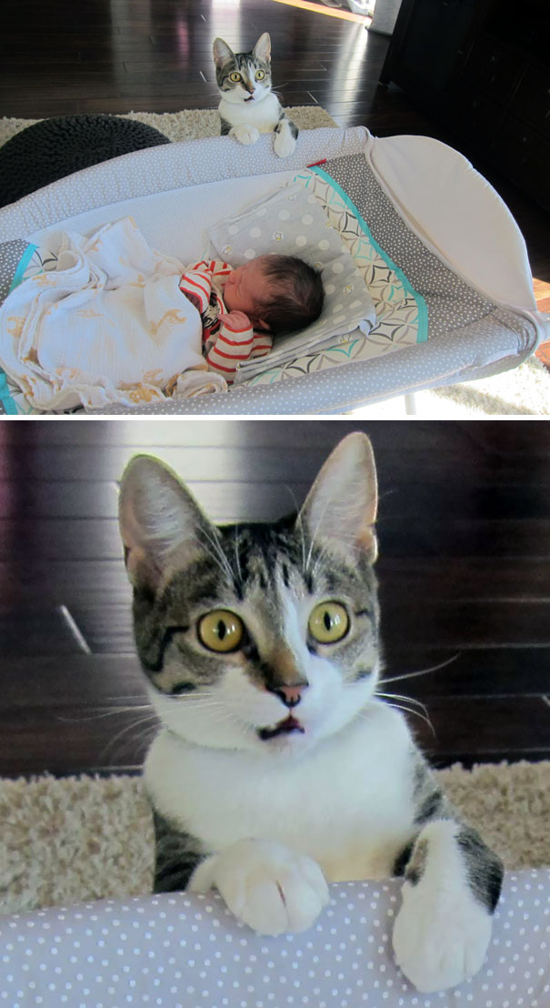 We Forgot To Tell Our Cat That We Had A Baby