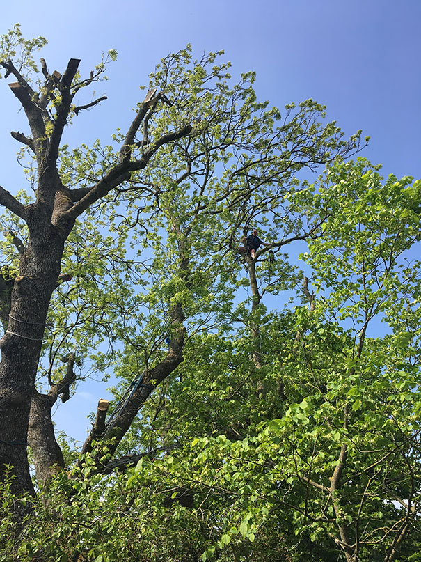 This Is My 69-Year-Old Dad. Today He Climbed A Big-Ass Tree To Cut Off Some Branches, But Somehow Forgot The Rope To Get Down Again. He Had To Wait For Me To Get Home