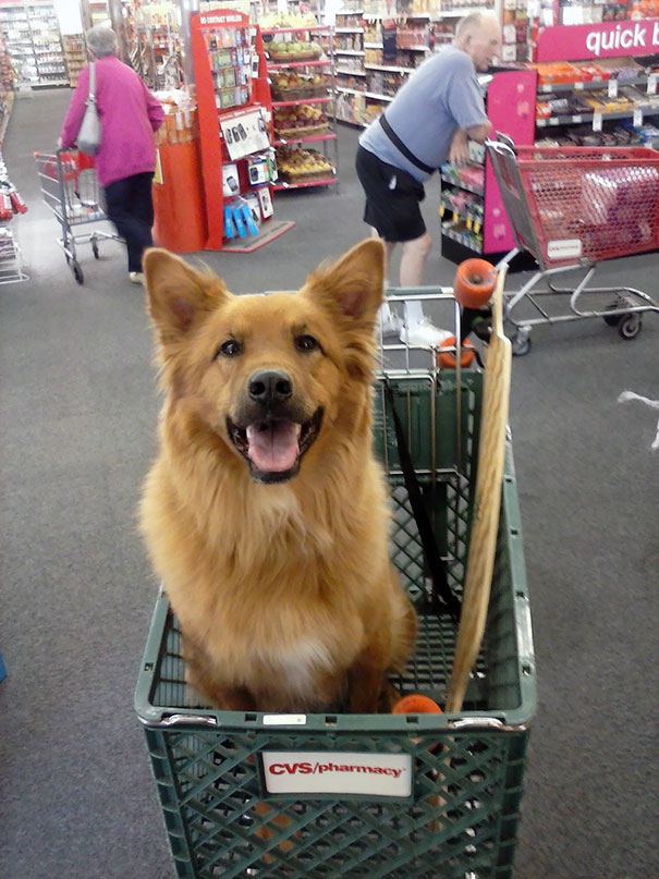 Forgot My Dog's Leash. We're Having A Good Time