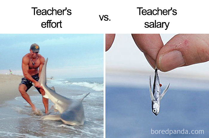 Teacher memes: Left side shows a man wrestling a shark; right side shows a tiny fish in hand, contrasting teacher effort and salary.