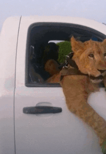 Not The Usual Passenger You See Everyday On The Road