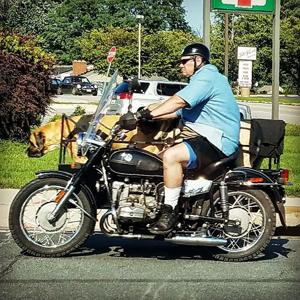 A Man And His Dog. There Were Two Mastiffs In The Side Car, But Only One Visible In The Photo. That's A Lot Of Weight On That Machine