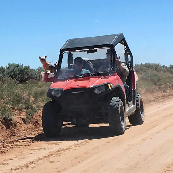 That Dog Has The Best Seat In The House! Probably Needs Some Goggles Though