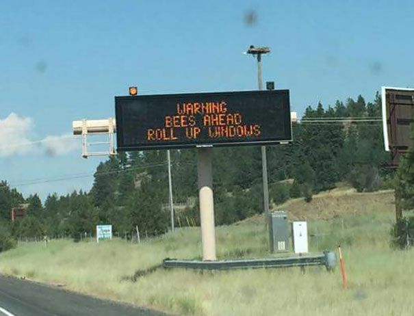 Seen On The Freeway After A Semi Truck Full Of Bees Crashed Today