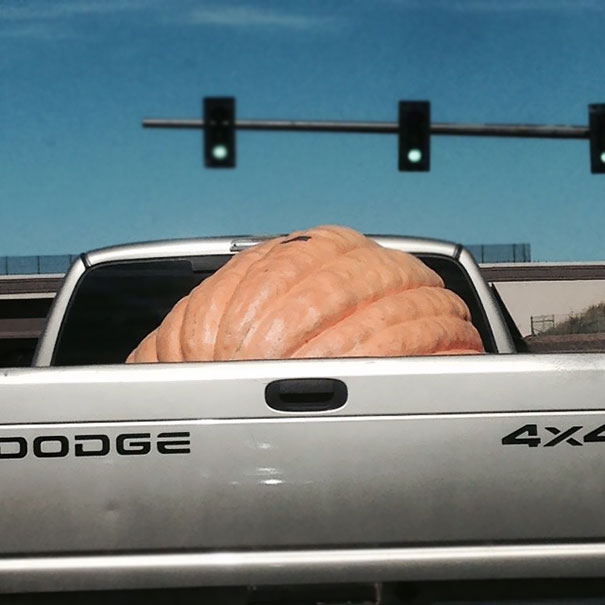 Oh. My. Gourd. That's Going To Make An Awesome Jack-O-Lantern. It's A Pumpkin, By The Way