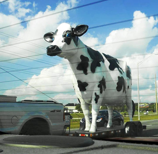 We Saw A Giant Cow On The Highway