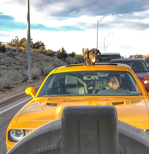 Just Saw The Most Amazing Thing Truckin' Around