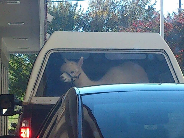 In Line At The McDonald's Drive-Thru