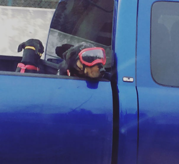 Spotted This Goggle Wearing Pooch In Traffic Yesterday And Couldn't Help But Giggle. He Seemed Pretty Comfortable In Them