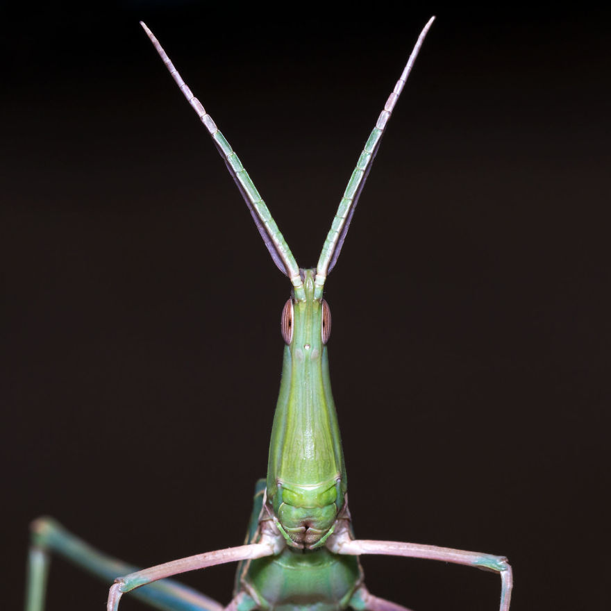 These Portraits Of Insects Will Make You Look At Them In A Whole New Light!