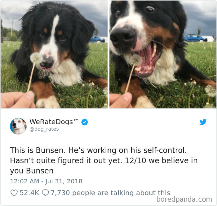 Hilarious-Dog-Tweets