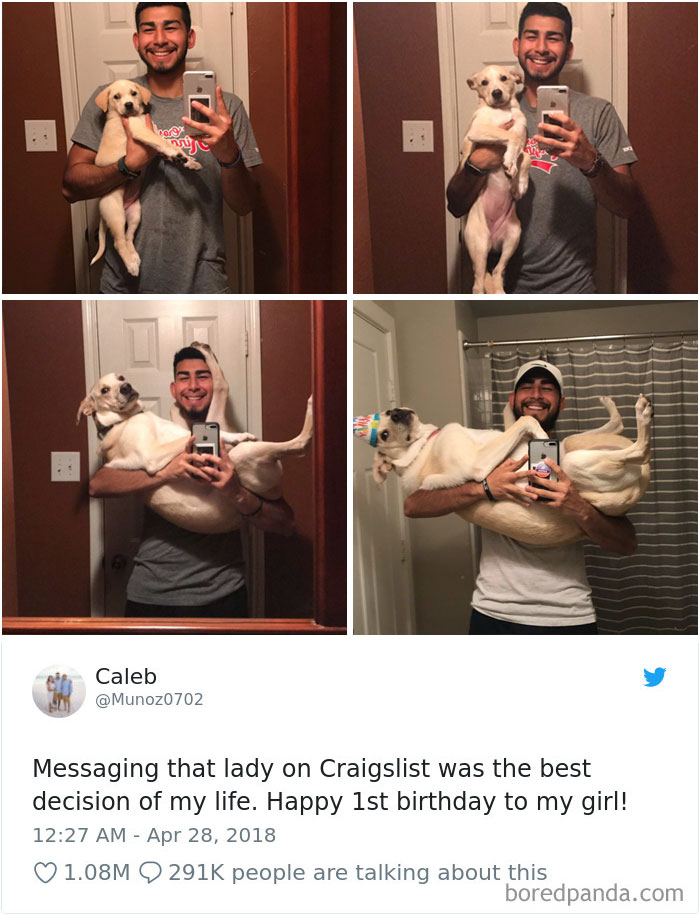 Hilarious-Dog-Tweets