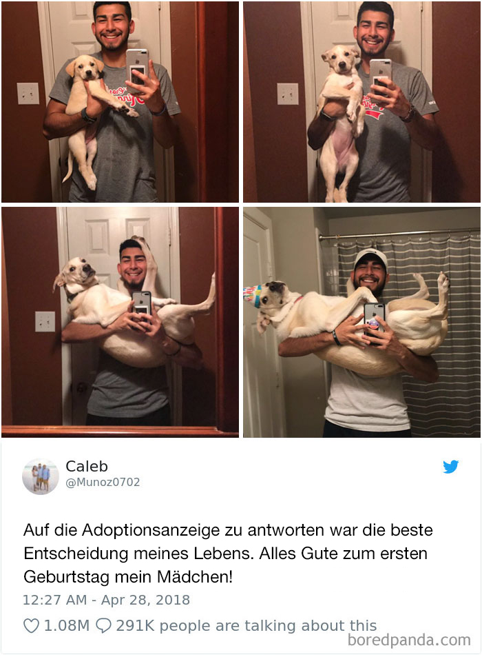 Hilarious-Dog-Tweets