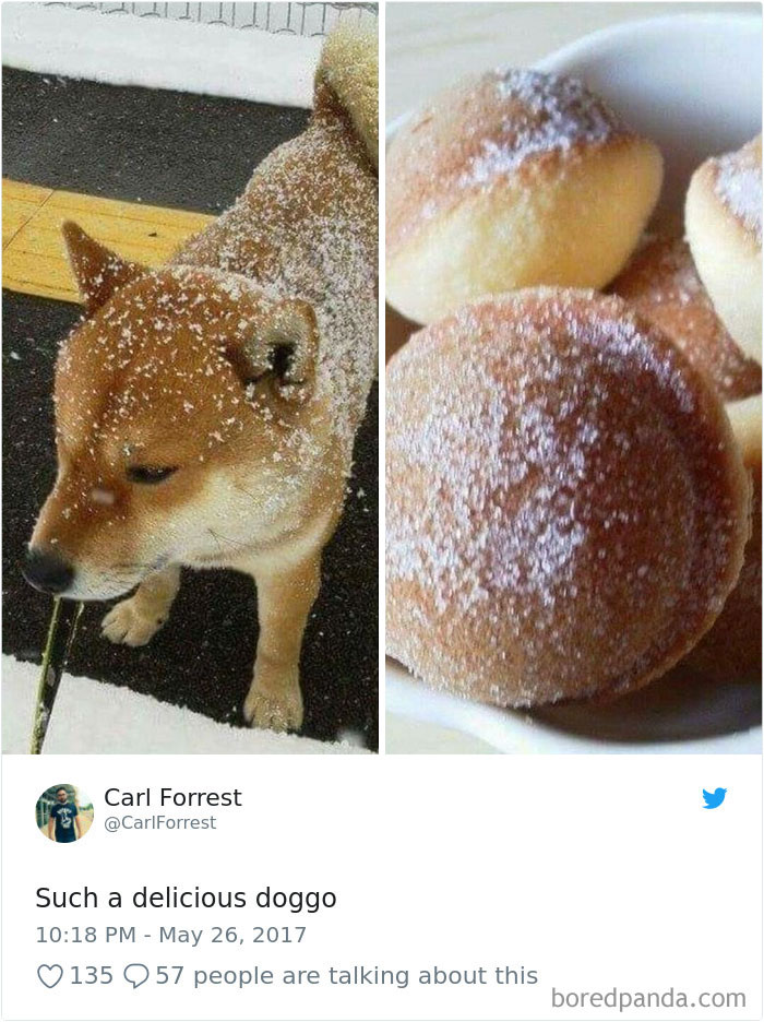 Hilarious-Dog-Tweets