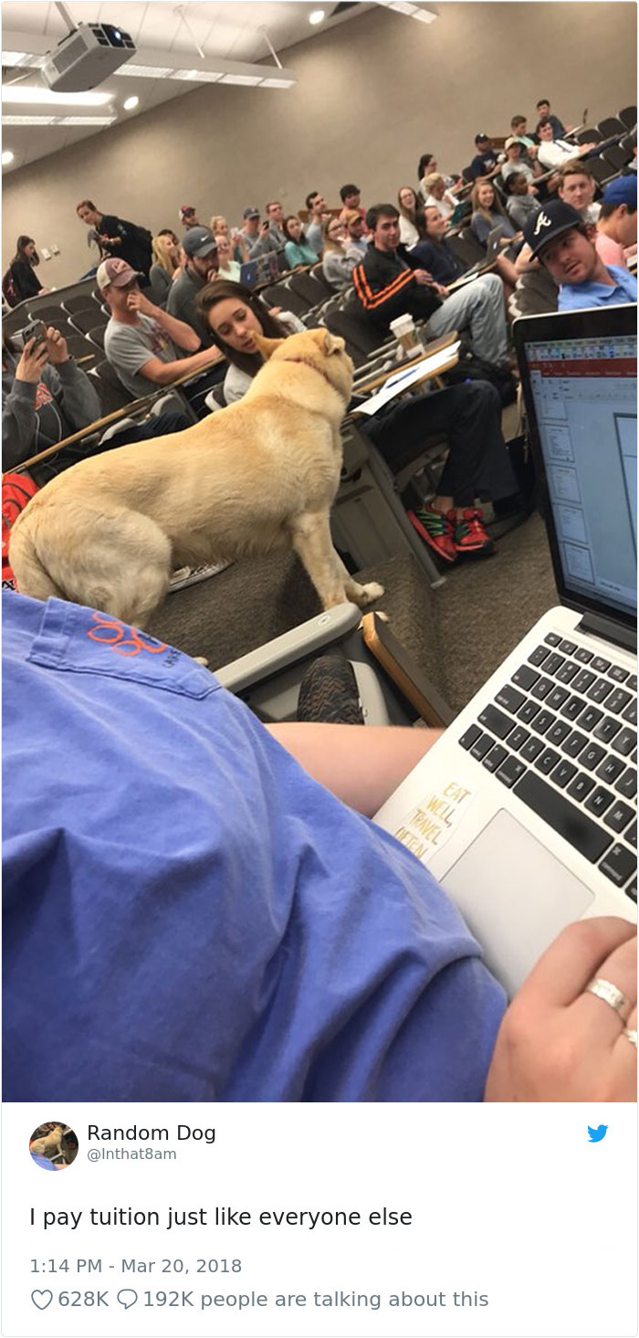 Hilarious-Dog-Tweets