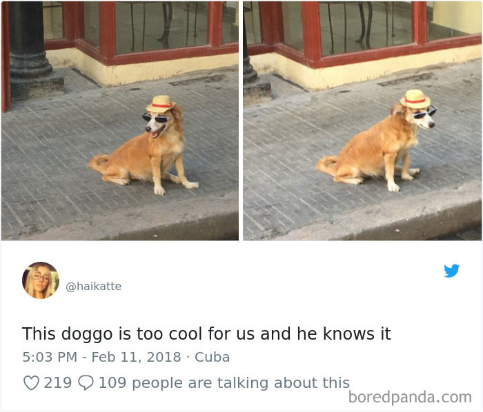 Hilarious-Dog-Tweets
