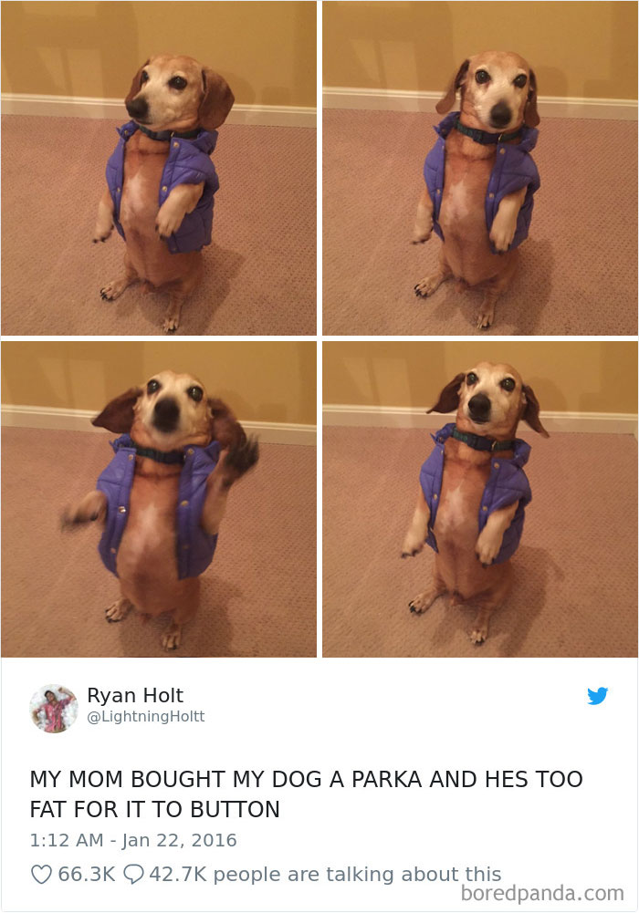 Hilarious-Dog-Tweets