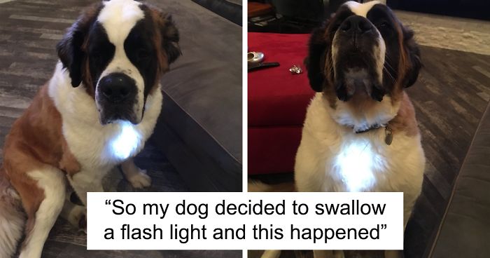 233 Funny Dog Tweets Every Dog Owner Should See ASAP