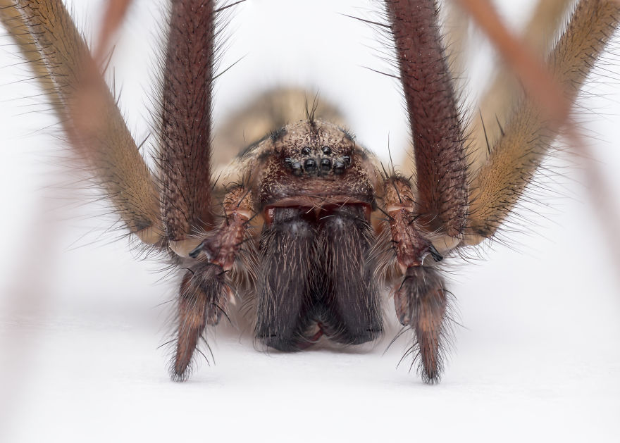 These Portraits Of Insects Will Make You Look At Them In A Whole New Light!