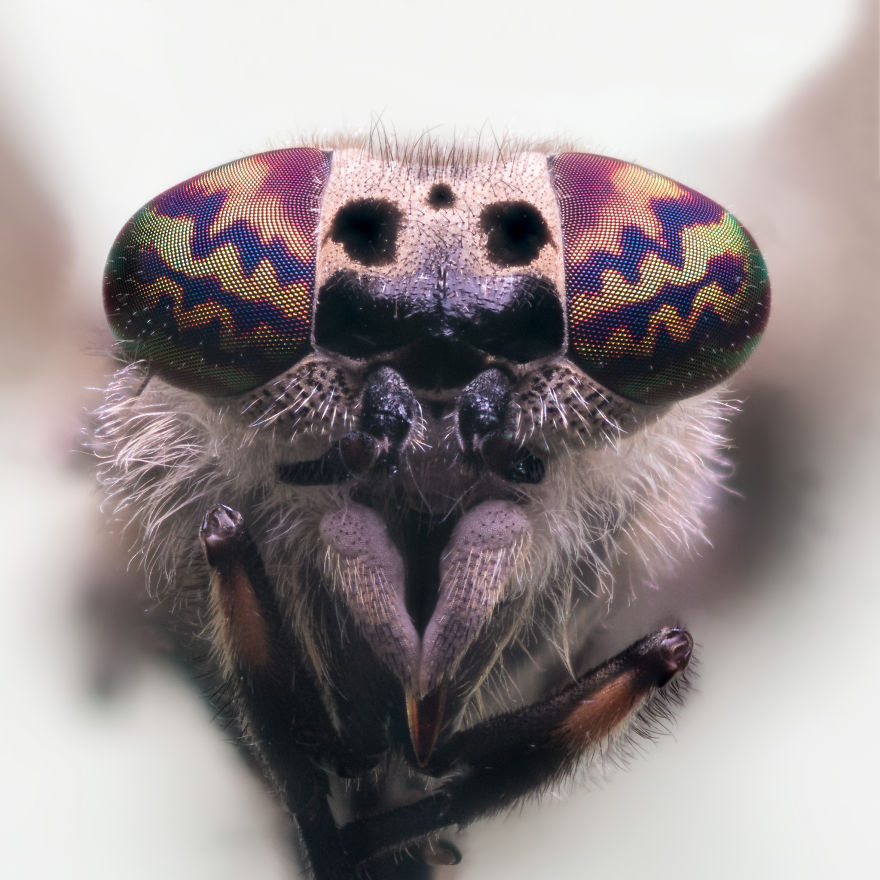 These Portraits Of Insects Will Make You Look At Them In A Whole New Light!