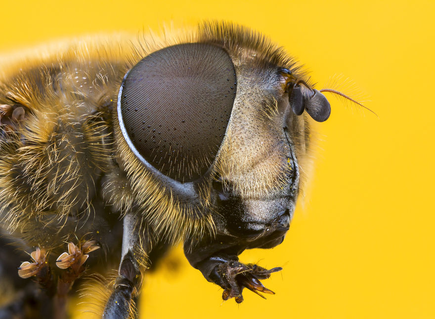 These Portraits Of Insects Will Make You Look At Them In A Whole New Light!