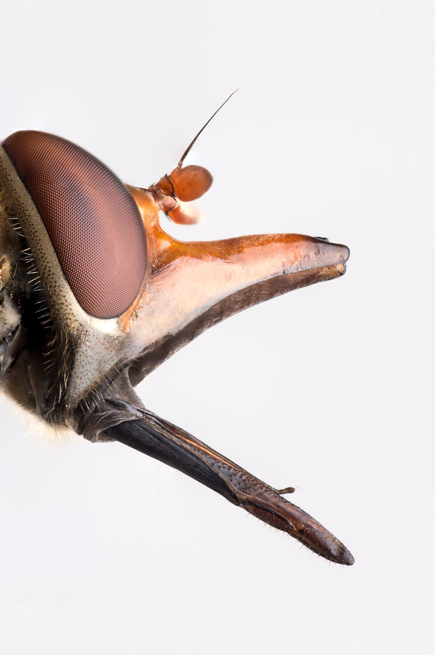 These Portraits Of Insects Will Make You Look At Them In A Whole New Light!