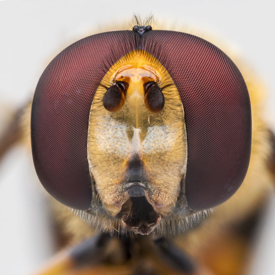 These Portraits Of Insects Will Make You Look At Them In A Whole New Light!