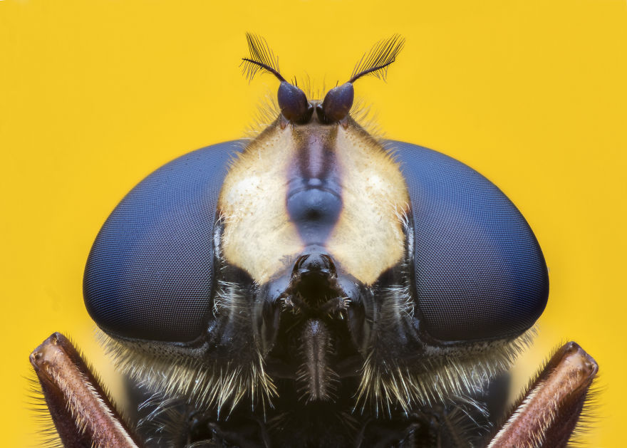 These Portraits Of Insects Will Make You Look At Them In A Whole New Light!