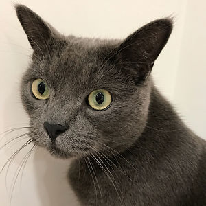 20nellypanda20 avatar