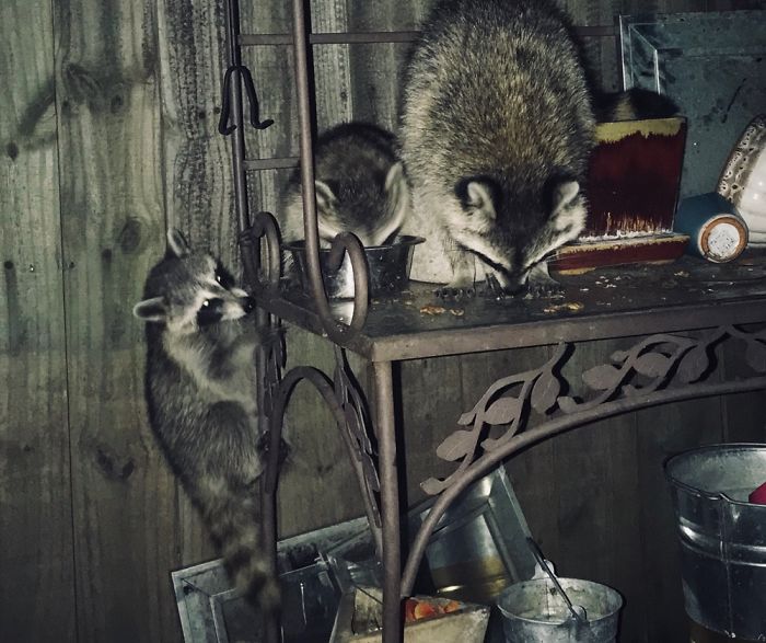 Cat Food For Feral Cat. Raccoons Eat. Always Neat Broken Pots, Why? Baby Coons! Forgiven.