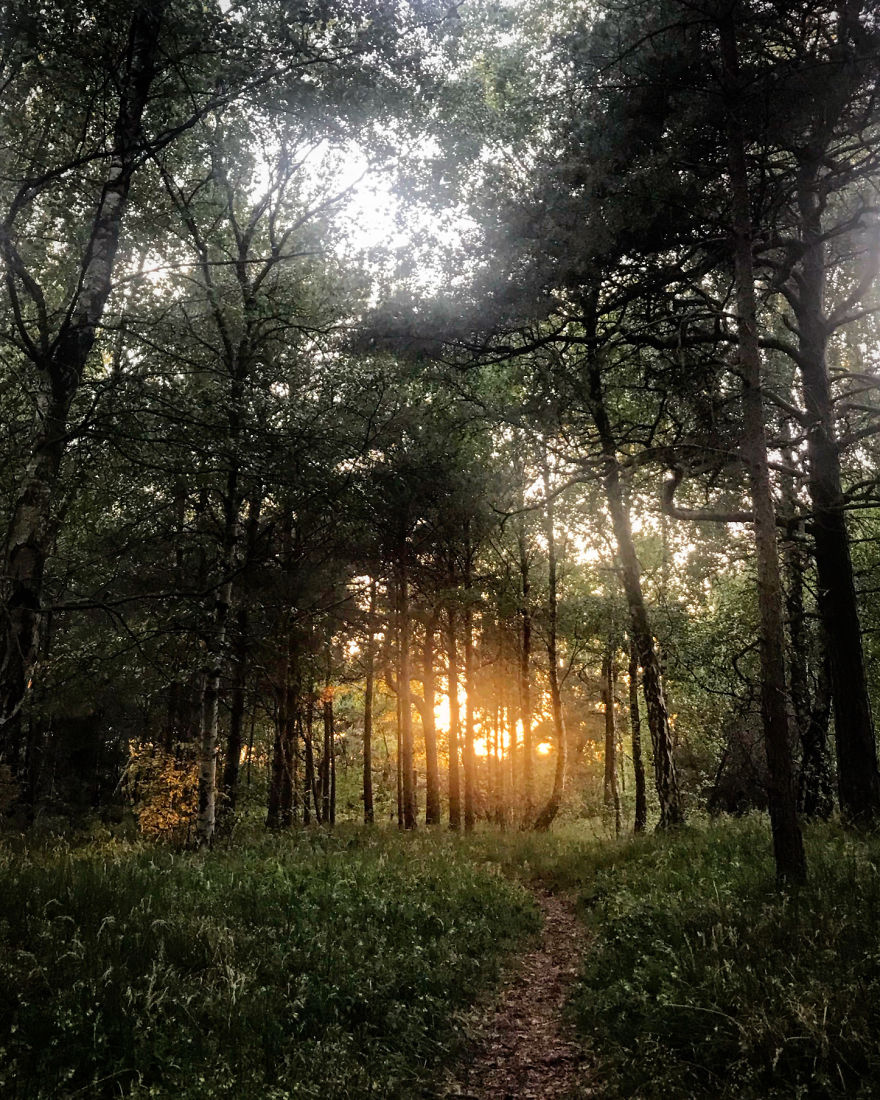 Magical Sunset In The Forest