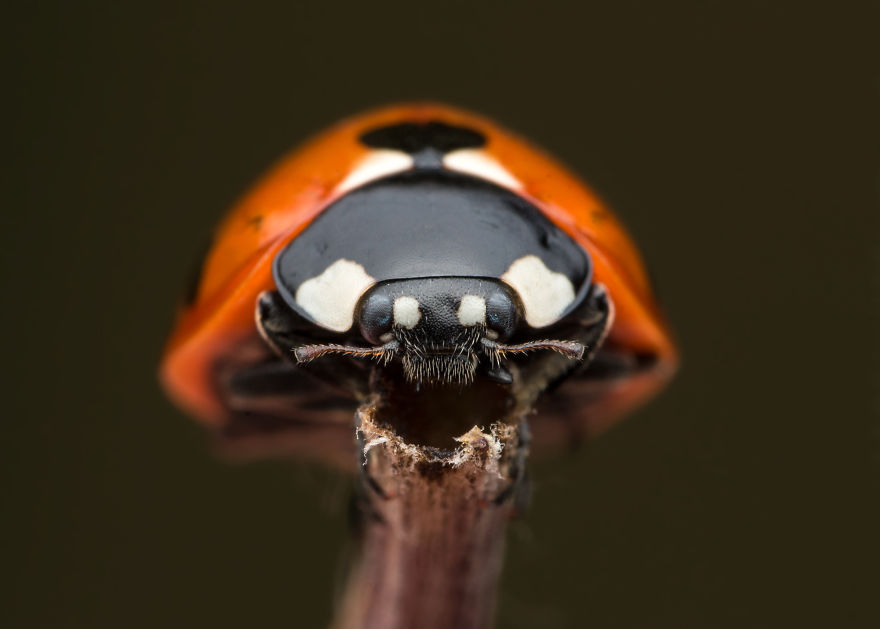 These Portraits Of Insects Will Make You Look At Them In A Whole New Light!