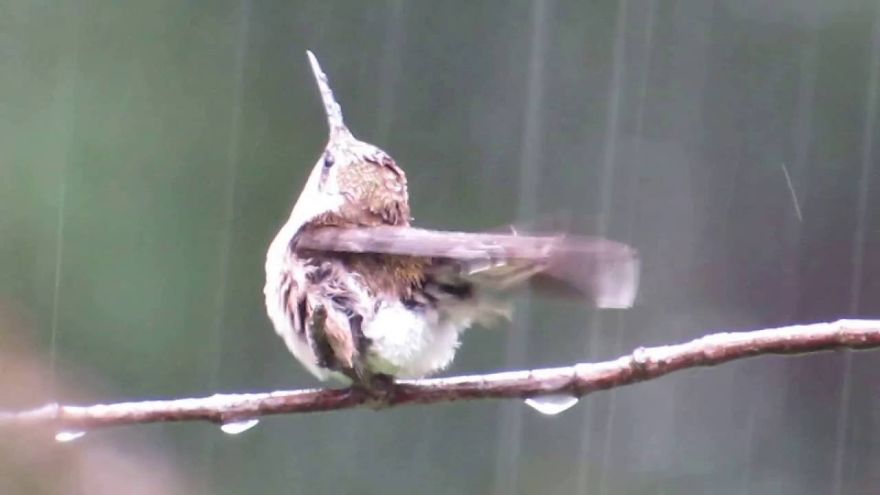 19 Things To Know About Hummingbirds 19 Things To Know About Hummingbirds