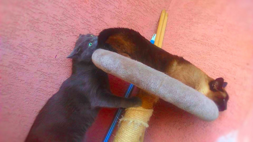 "Relax" Has Now New Meowning.