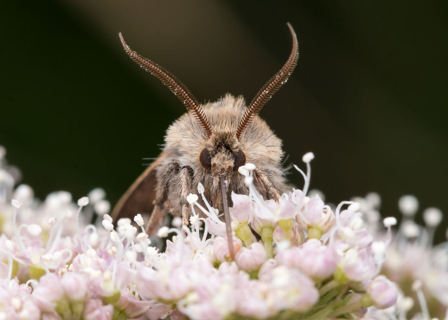 These Portraits Of Insects Will Make You Look At Them In A Whole New Light!