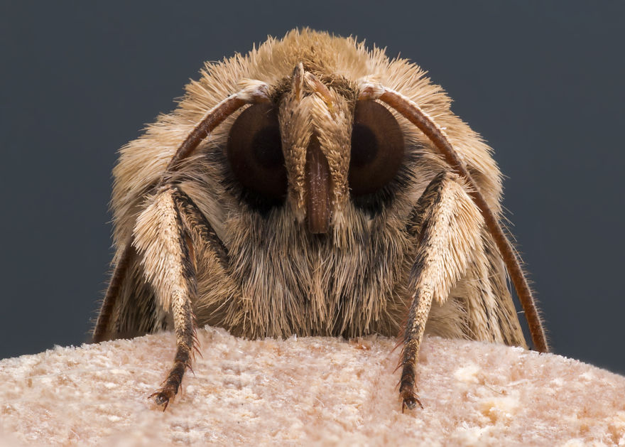These Portraits Of Insects Will Make You Look At Them In A Whole New Light!