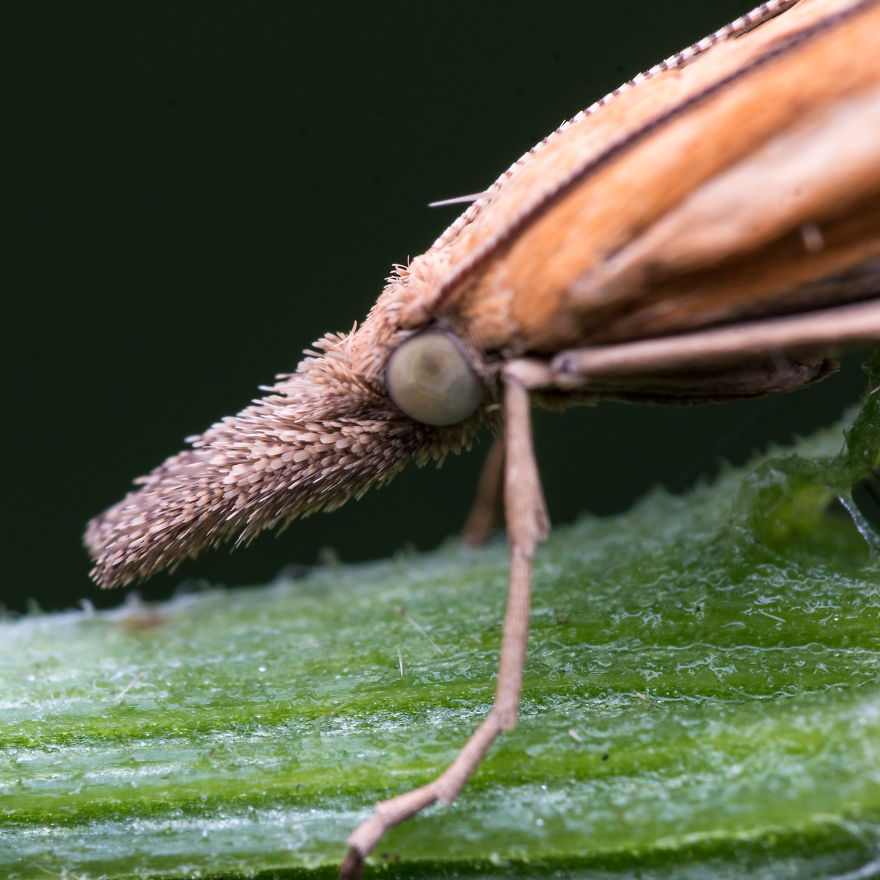These Portraits Of Insects Will Make You Look At Them In A Whole New Light!
