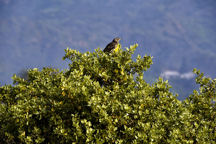 Image of bird in the tree