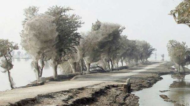 pakistan-trees-webs-1-5b72fcff8654c.jpg