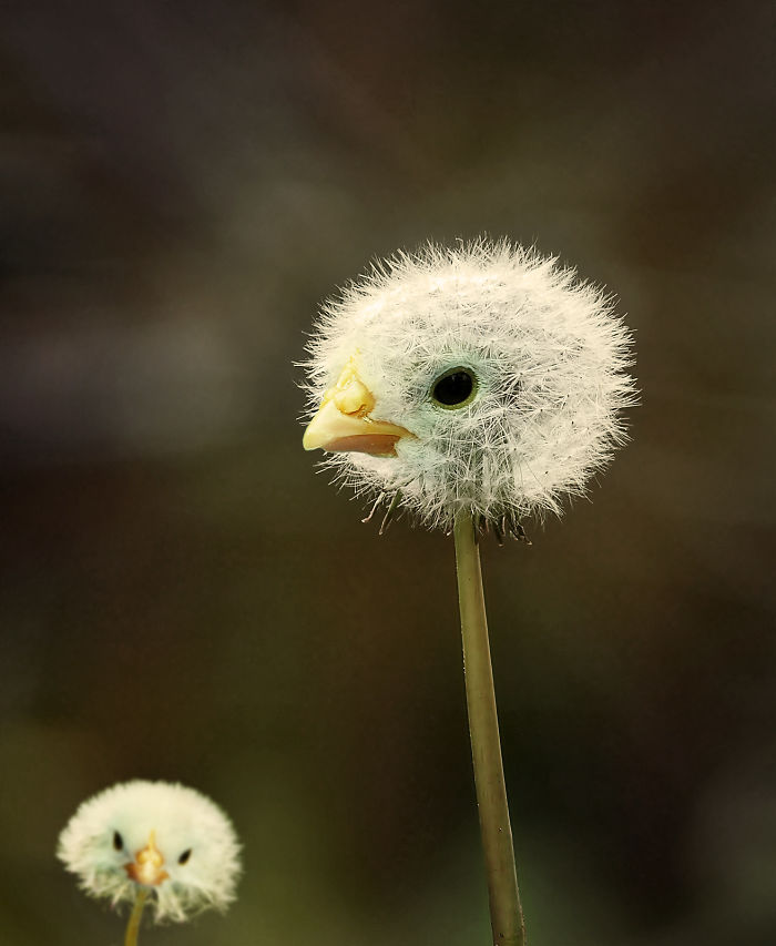 Animals Photoshopped Into Plants