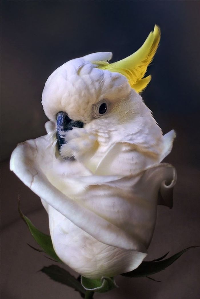 Animals Photoshopped Into Plants