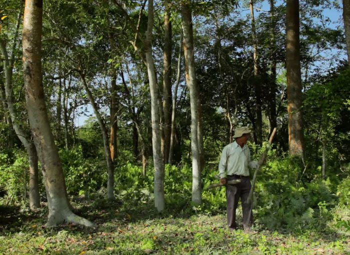 Almost 40 Years Ago A 16-Year-Old Started Planting A Tree Every Day On A Remote Island, And Now It's Unrecognizable Almost 40 Years Ago A 16-Year-Old Started Planting A Tree Every Day On A Remote Island, And Now It's Unrecognizable
