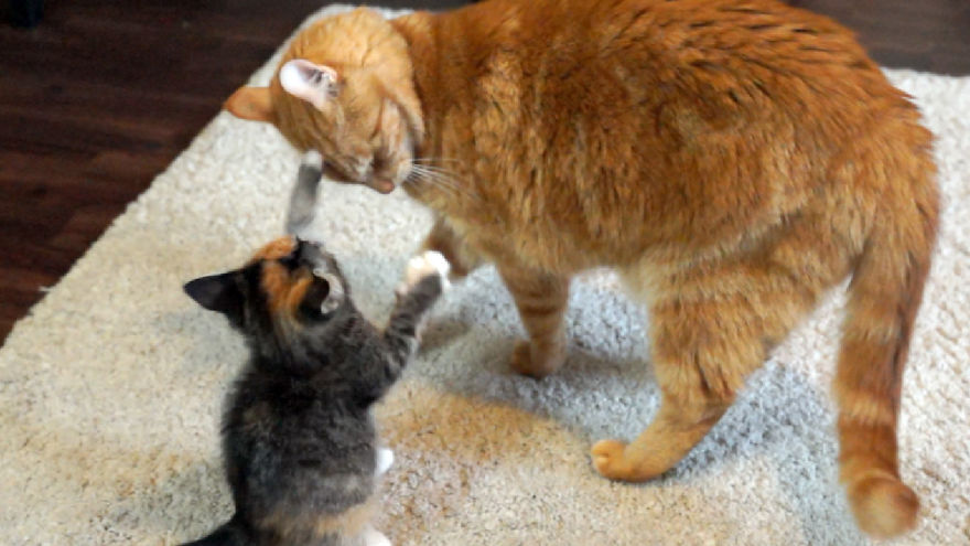 Cat Meets Kitten For The First Time (7 Steps Of Acceptance) Cat Meets Kitten For The First Time (7 Steps Of Acceptance)