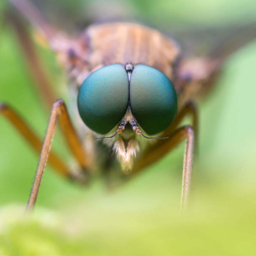 These Portraits Of Insects Will Make You Look At Them In A Whole New Light!